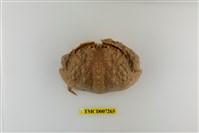 藏品(肝葉饅頭蟹)的圖片